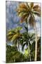 Palms Sky Vertical-Robert Goldwitz-Mounted Photographic Print