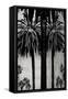 Palms with Silver II-Kate Bennett-Framed Stretched Canvas