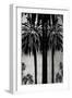 Palms with Silver II-Kate Bennett-Framed Art Print