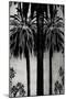 Palms with Silver II-Kate Bennett-Mounted Art Print