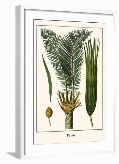 Palms-Albertus Seba-Framed Art Print