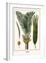 Palms-Albertus Seba-Framed Art Print