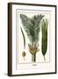 Palms-Albertus Seba-Framed Art Print