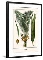 Palms-Albertus Seba-Framed Art Print