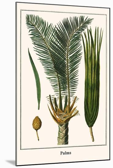 Palms-Albertus Seba-Mounted Art Print