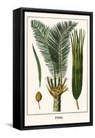 Palms-Albertus Seba-Framed Stretched Canvas