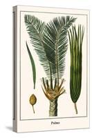 Palms-Albertus Seba-Stretched Canvas