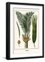 Palms-Albertus Seba-Framed Art Print