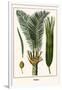 Palms-Albertus Seba-Framed Art Print