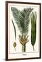 Palms-Albertus Seba-Framed Art Print