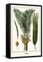 Palms-Albertus Seba-Framed Stretched Canvas