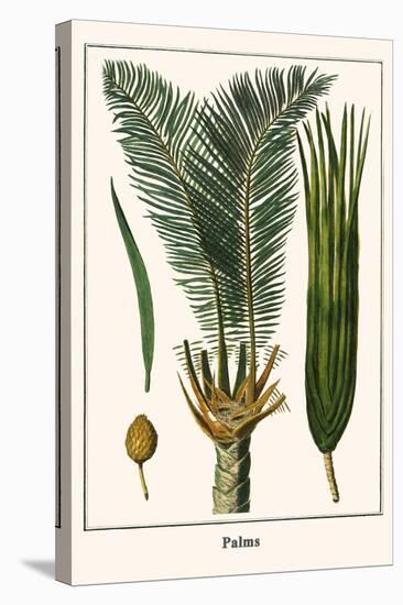 Palms-Albertus Seba-Stretched Canvas