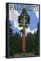 Palo Alto, California - California Redwoods-Lantern Press-Stretched Canvas