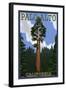 Palo Alto, California - California Redwoods-Lantern Press-Framed Art Print