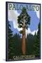 Palo Alto, California - California Redwoods-Lantern Press-Stretched Canvas
