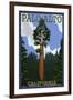 Palo Alto, California - California Redwoods-Lantern Press-Framed Art Print