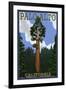 Palo Alto, California - California Redwoods-Lantern Press-Framed Art Print