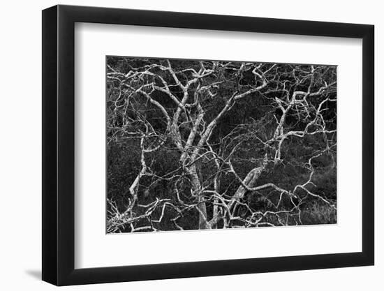 Palo santo tree. Floreana Island, Galapagos Islands, Ecuador-Adam Jones-Framed Photographic Print