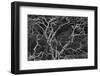 Palo santo tree. Floreana Island, Galapagos Islands, Ecuador-Adam Jones-Framed Photographic Print