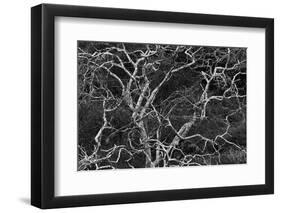 Palo santo tree. Floreana Island, Galapagos Islands, Ecuador-Adam Jones-Framed Photographic Print