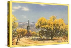 Palo Verde Trees and Saguaro in Desert-null-Stretched Canvas