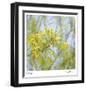 Palo Verde-Ken Bremer-Framed Limited Edition