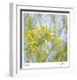 Palo Verde-Ken Bremer-Framed Limited Edition