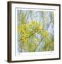 Palo Verde-Ken Bremer-Framed Limited Edition