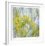 Palo Verde-Ken Bremer-Framed Limited Edition