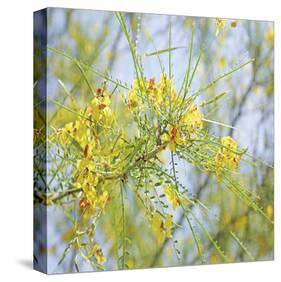 Palo Verde-Ken Bremer-Stretched Canvas