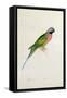 Paloeornis India, 1830s-Edward Lear-Framed Stretched Canvas