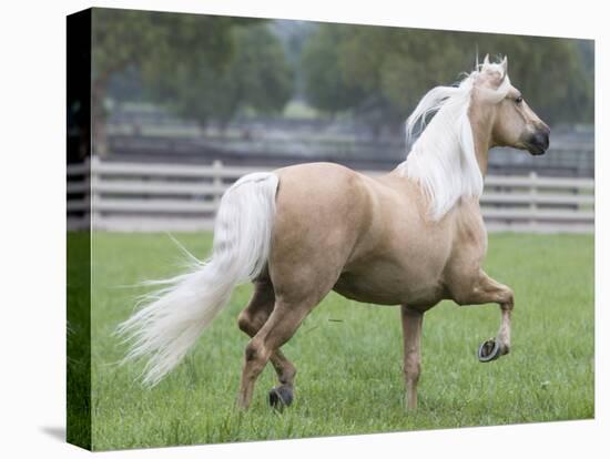 Palomino Andalusian Stallion Trotting in Paddock, Ojai, California, USA-Carol Walker-Stretched Canvas