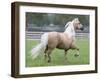 Palomino Andalusian Stallion Trotting in Paddock, Ojai, California, USA-Carol Walker-Framed Photographic Print