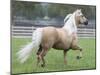 Palomino Andalusian Stallion Trotting in Paddock, Ojai, California, USA-Carol Walker-Mounted Photographic Print