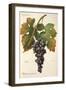 Palomino Commun Grape-A. Kreyder-Framed Giclee Print