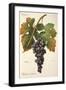 Palomino Commun Grape-A. Kreyder-Framed Giclee Print