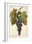 Palomino Commun Grape-A. Kreyder-Framed Giclee Print