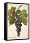 Palomino Commun Grape-A. Kreyder-Framed Stretched Canvas