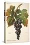 Palomino Commun Grape-A. Kreyder-Stretched Canvas