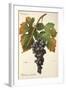 Palomino Commun Grape-A. Kreyder-Framed Giclee Print