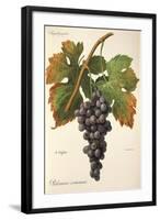 Palomino Commun Grape-A. Kreyder-Framed Giclee Print