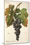 Palomino Commun Grape-A. Kreyder-Mounted Giclee Print