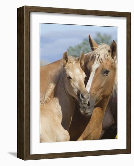 Palomino Peruvian paso mare and foal, New Mexico, USA-Carol Walker-Framed Photographic Print