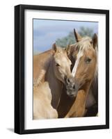Palomino Peruvian paso mare and foal, New Mexico, USA-Carol Walker-Framed Photographic Print