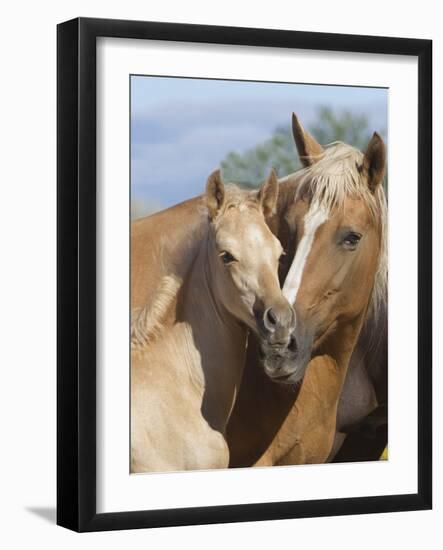 Palomino Peruvian paso mare and foal, New Mexico, USA-Carol Walker-Framed Photographic Print