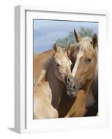 Palomino Peruvian paso mare and foal, New Mexico, USA-Carol Walker-Framed Photographic Print