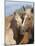 Palomino Peruvian paso mare and foal, New Mexico, USA-Carol Walker-Mounted Photographic Print