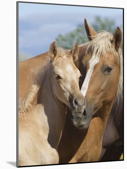 Palomino Peruvian paso mare and foal, New Mexico, USA-Carol Walker-Mounted Photographic Print