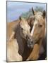Palomino Peruvian paso mare and foal, New Mexico, USA-Carol Walker-Mounted Photographic Print