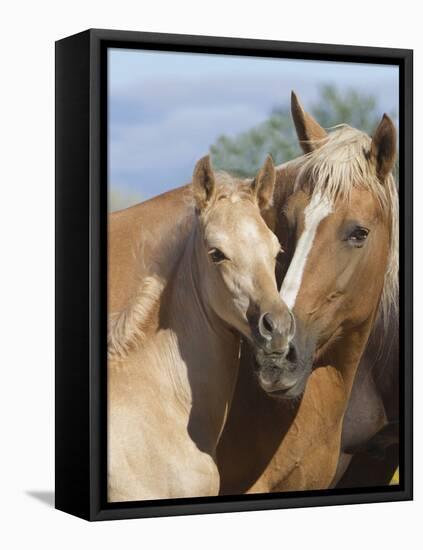 Palomino Peruvian paso mare and foal, New Mexico, USA-Carol Walker-Framed Stretched Canvas